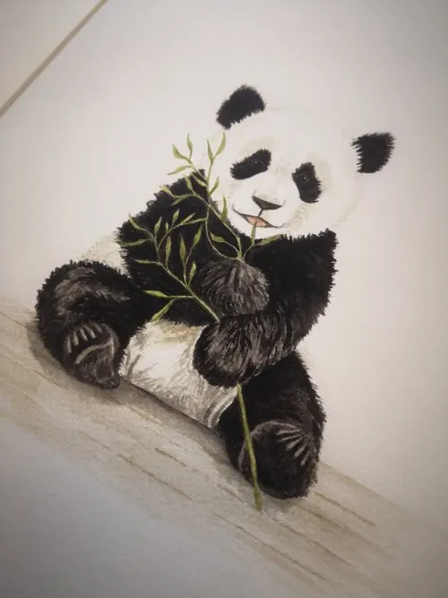 Baby Panda