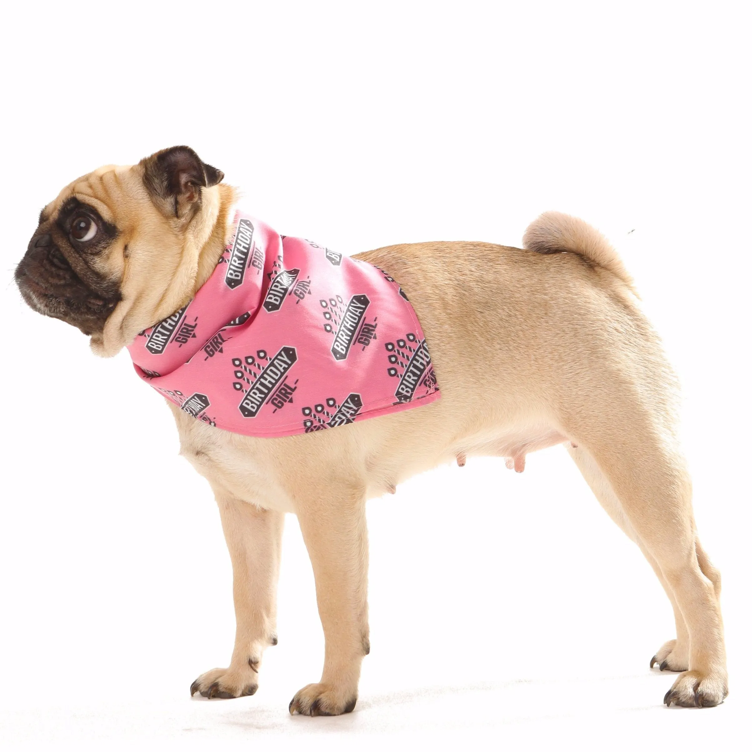 Birthday Girl Dog Bandana ll