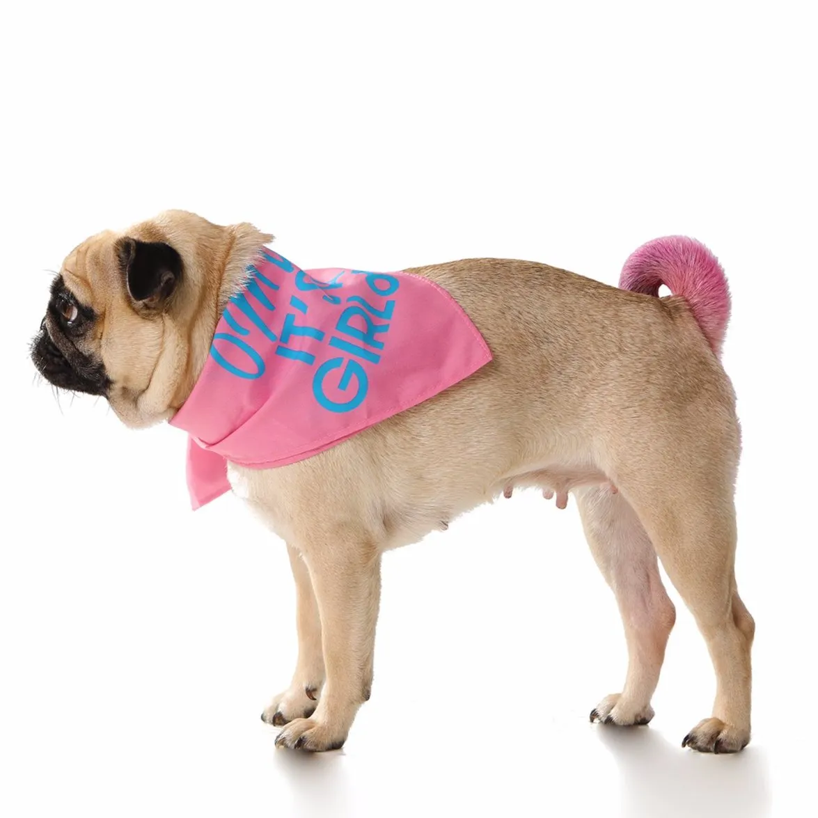 Oh my dog! It's a Girl! Dog Bandana